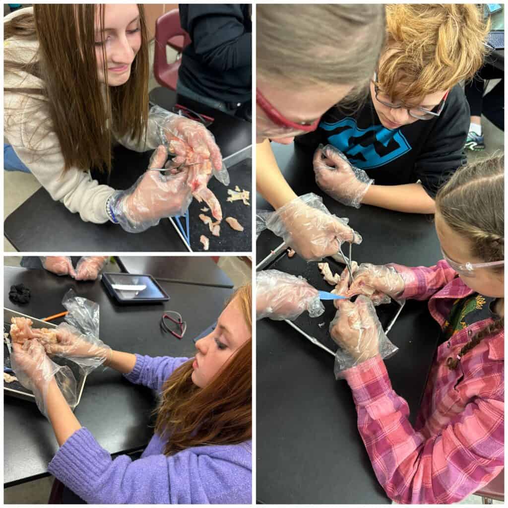7th grade science students dissected chicken wings as they learned about the different components of the wing and how they relate to the human body