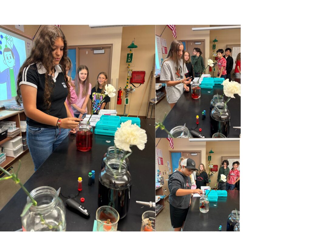 Students conduct a science experiment with dyed water and flowers, observing the process at a lab table.