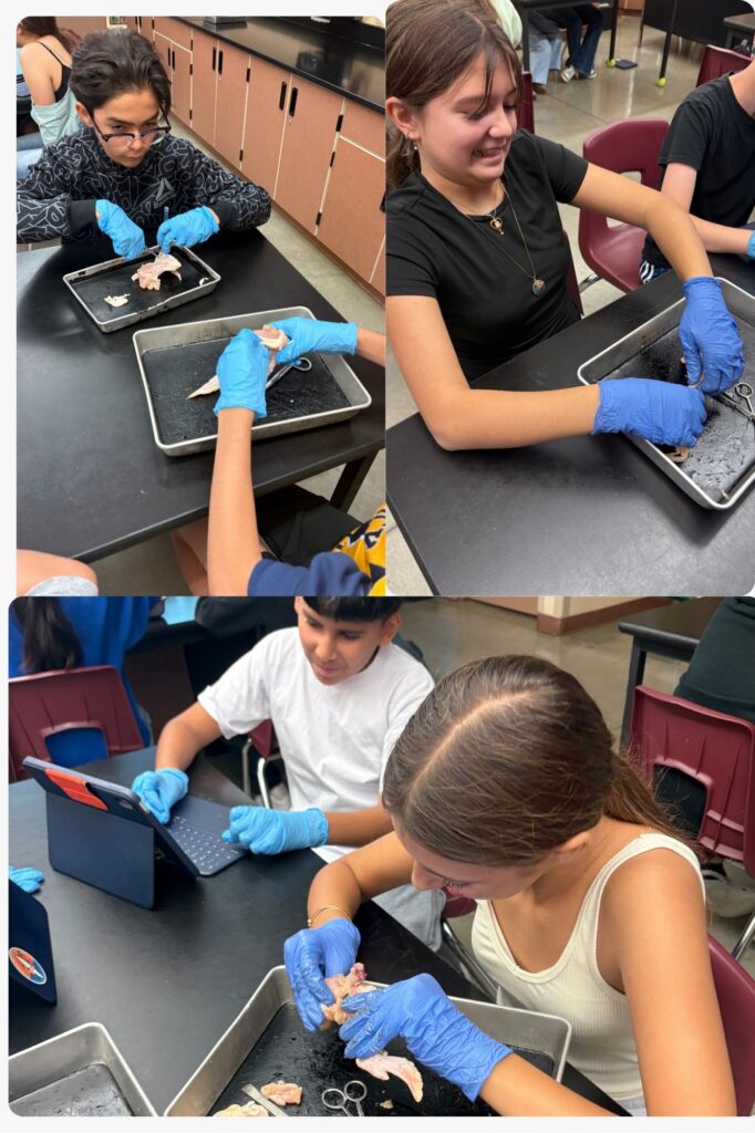 Students in a lab dissecting specimens while wearing gloves, with trays and tablets on their desks.