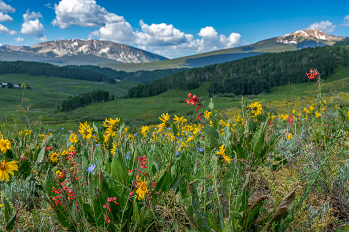 Una pradera llena de vida, repleta de flores silvestres amarillas y rojas, rodeada de montañas y un cielo azul brillante salpicado de nubes.
